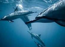 开云体育官网-李昊半决赛前预感王钰栋进球，彭啸也答应“进一个”